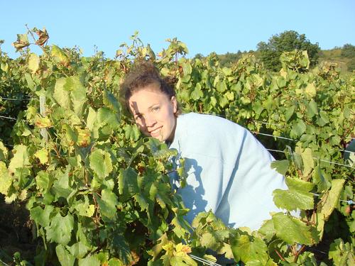 Vendanges manuelles