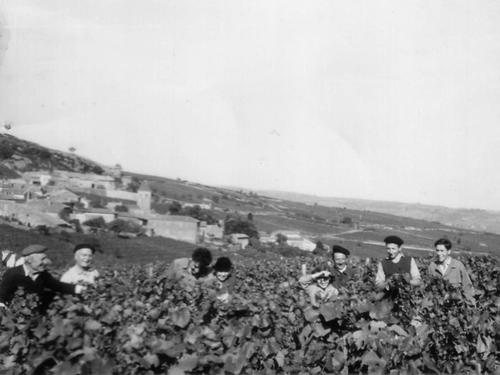 Vendanges à l'ancienne