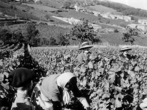 Vendanges à l'ancienne