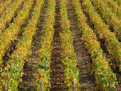 Winemaking, Processes and Traditions