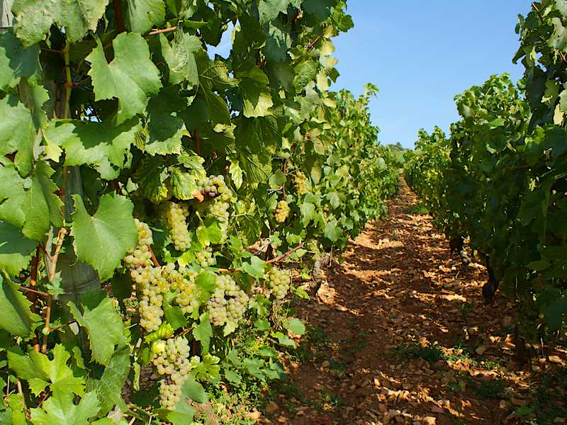 ** Preview. Download file for best image quality. **
 Can be used as a picture representing Domaine Du Chalet Pouilly.