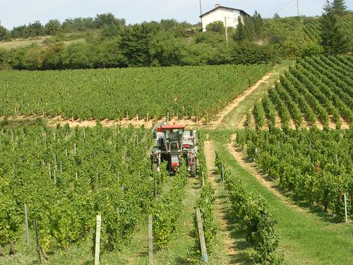 Vendanges mécaniques